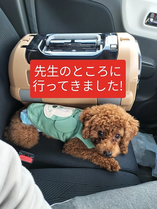 定期検診に行ってきました。