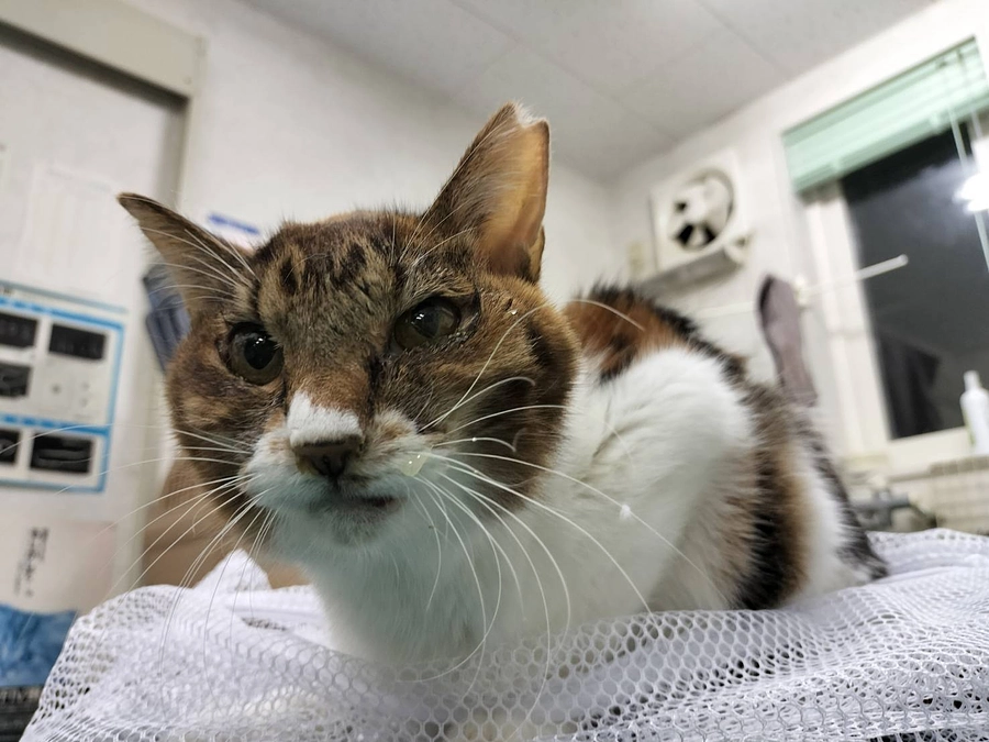 崩壊現場から保護した１７匹の猫達と、今日の通院。