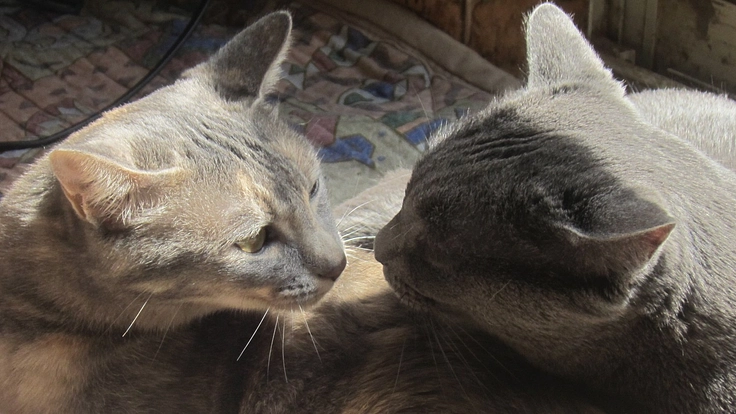 保護猫達の未来のため改修工事にご支援をお願いします