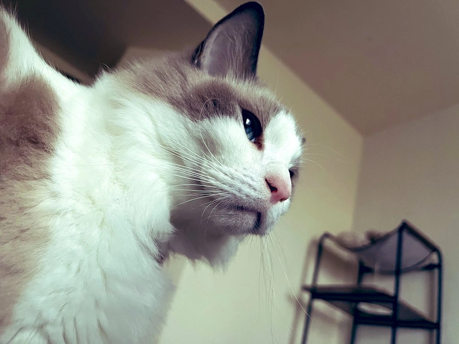 【ソラとの出会い】