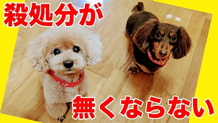 今、可哀想な命を救っても殺処分は無くなりません。蛇口の元を閉めよう