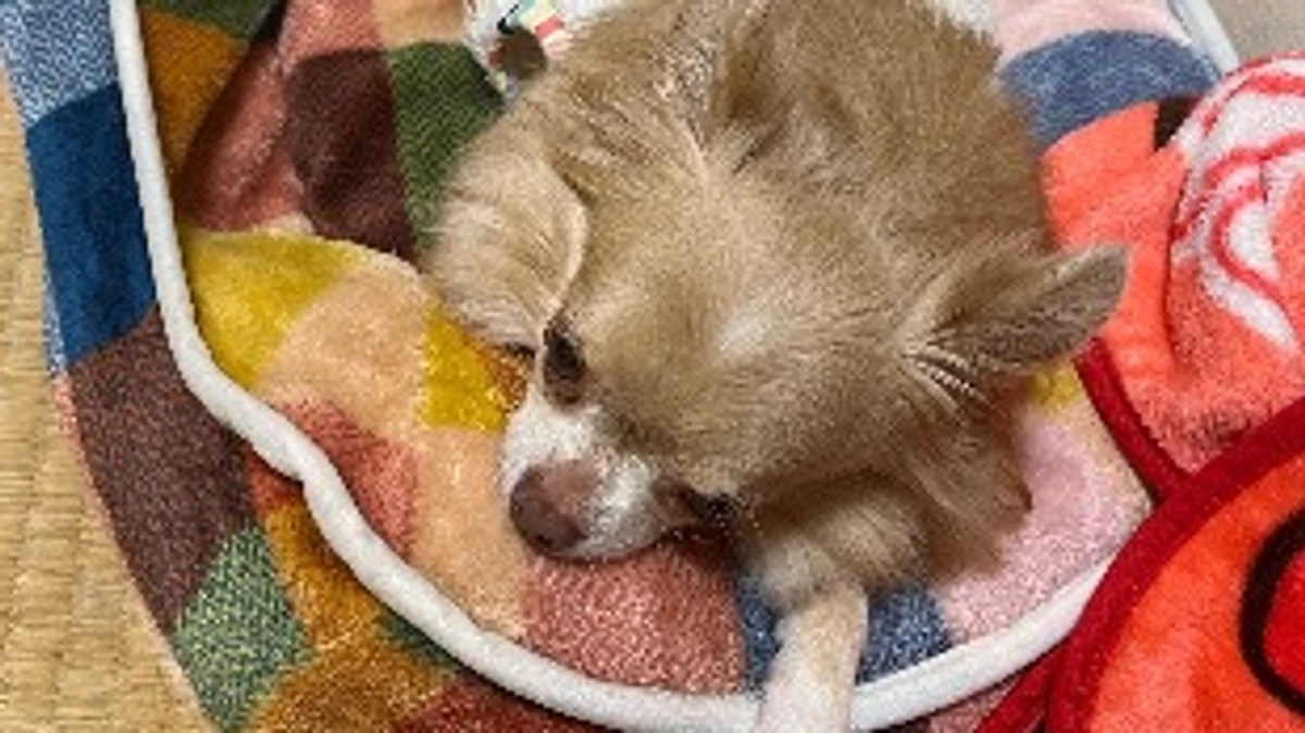 残り17日厳しい状況です