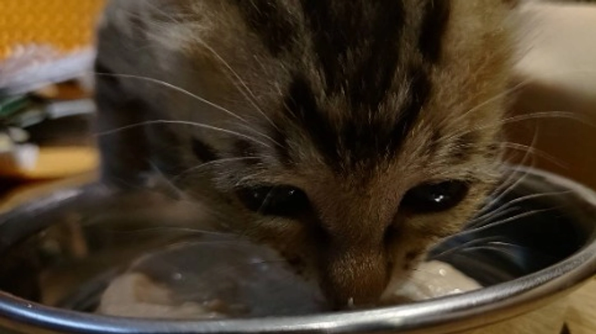 クラウドファンディング挑戦、残り17日！引き続き皆様のご支援・拡散お願いします。ラジオ出演致します！