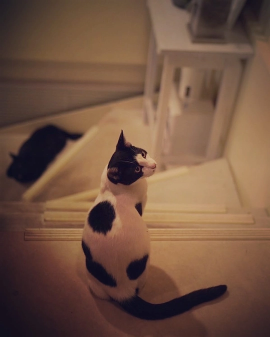 柴田ケイコさん作♡イメージキャラクター〝ネコのポチ〟実在モデルをご紹介します♡