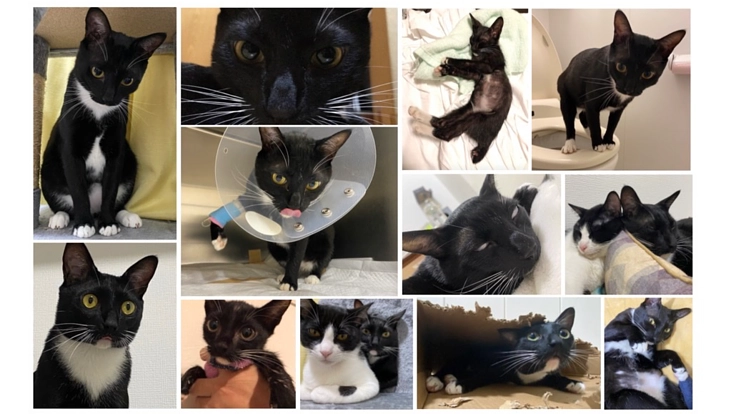 手術費を補填したい！どうかお力をお貸しください。