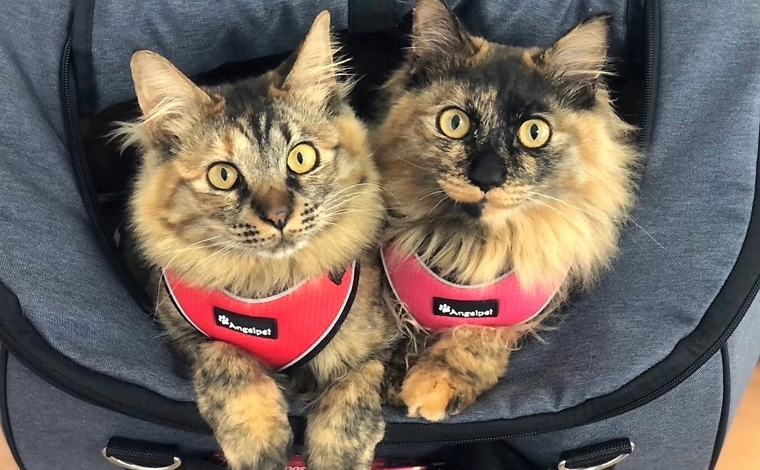 毎月5000円コース