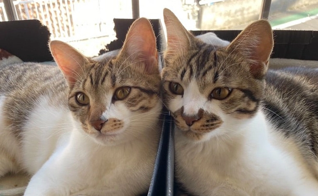 1,000円サポートにゃん！