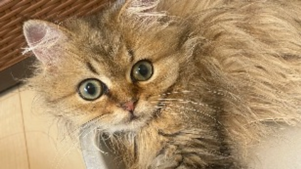 熱が続くむぎの薬