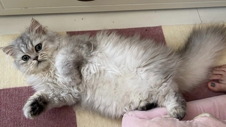 【FIP(伝染性腹膜炎)】の治療費にご支援下さい