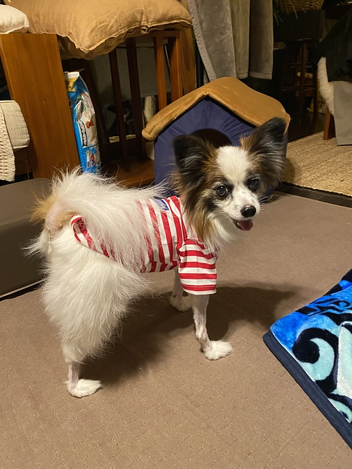 退院しました🐶