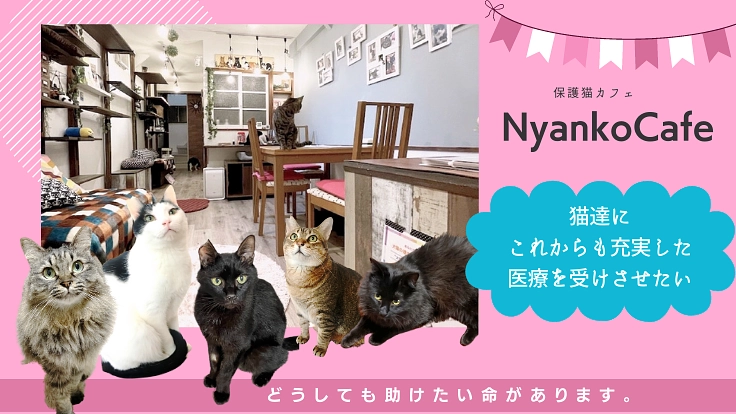 これからも猫達に充実した医療を受けさせたい。