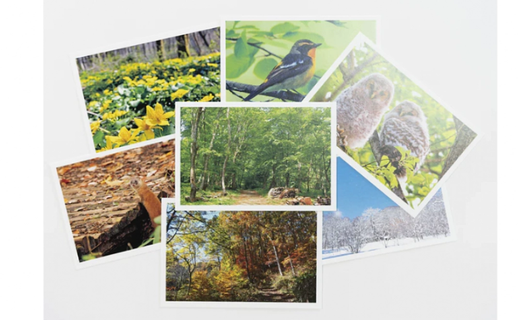 グッズで応援｜アファンの生きものの絵葉書セット（3枚）