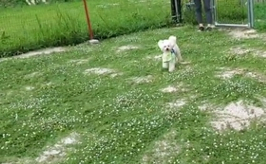 ドッグランご利用券