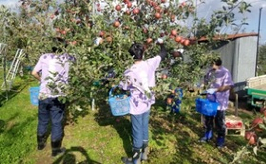 りんご作業体験・アップルパイづくり体験