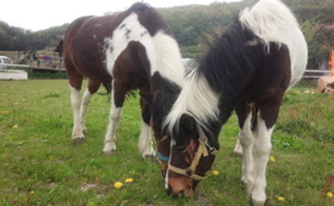 馬たちの様子を定期的にお知らせします！