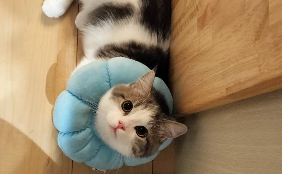 ノエルくん負けるな！