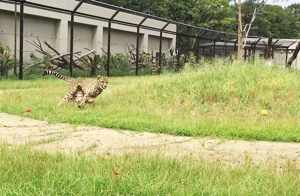 動物福祉の取り組み事例のご紹介 〜チーターラン〜