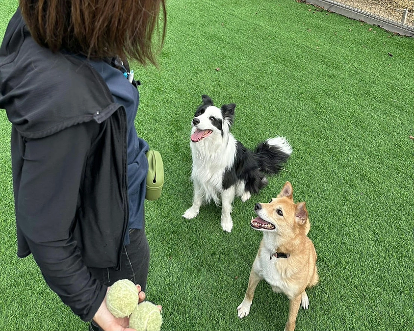 わたしたちの愛犬も実は保護犬。
