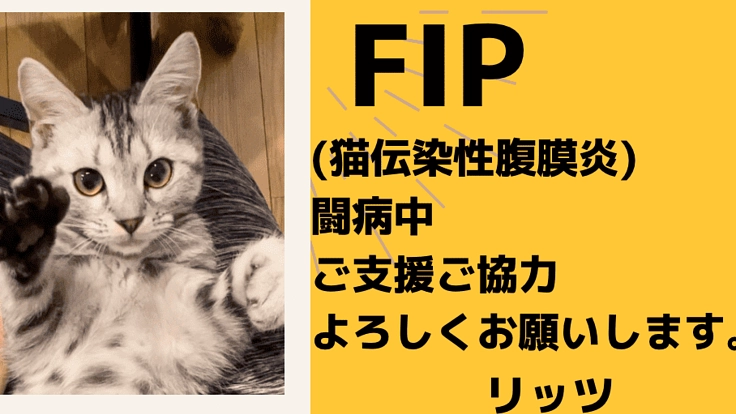 FIP(猫伝染性腹膜炎)と闘う保護猫「リッツ」を助けたいです
