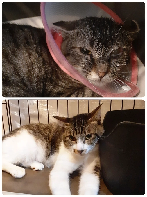 【こももちゃん】と新しく迎えた【かすみ君】