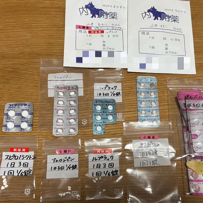 もも子の内服薬について💊