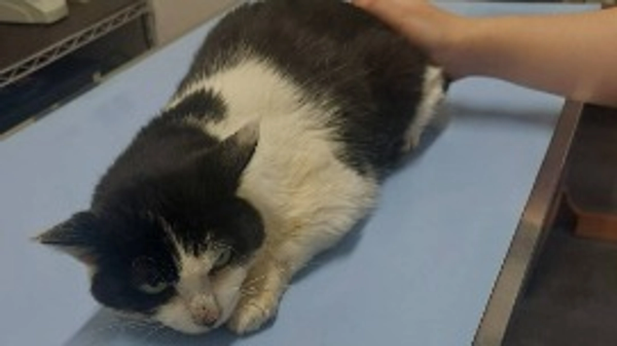 マリア通院の日🏥