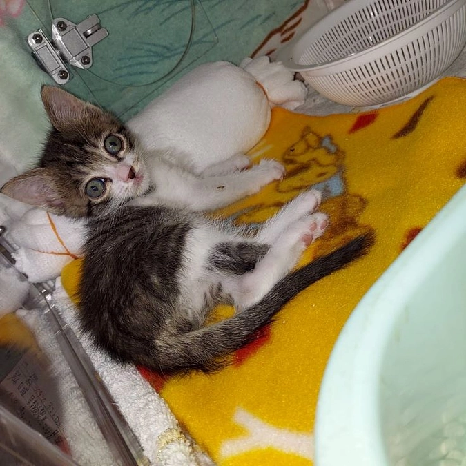 はじめて食べた離乳食