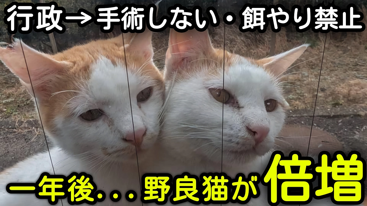 長崎県松浦市にて多頭飼育崩壊支援を行いました
