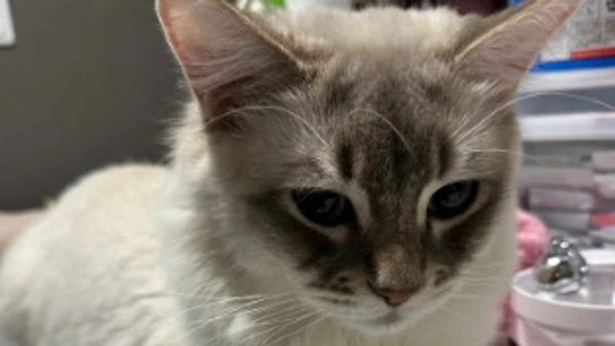 代理支援のご案内