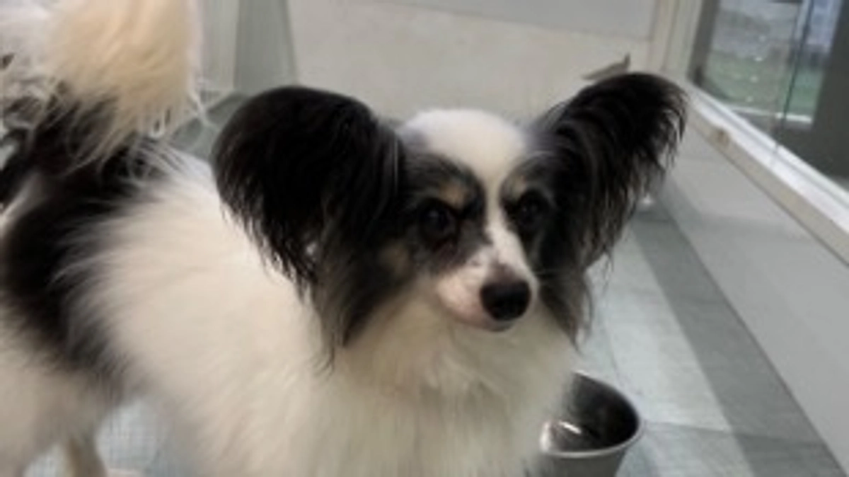 今日のチョコちゃん！(8月7日)