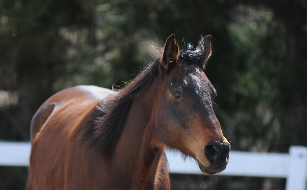 【お気持ちコース】