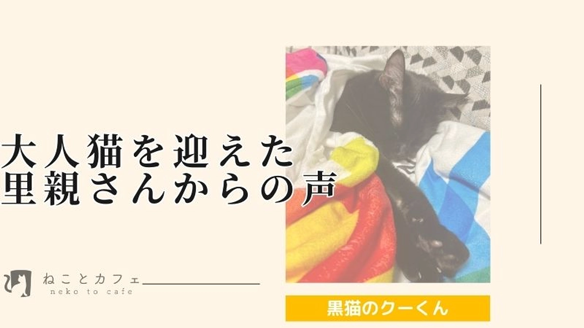 【里親さんの声】黒猫クーくんをお家に迎えた気持ちとお声を頂きました！
