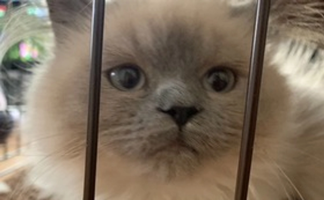 プニ全額応援 500円コース (リターン不要)