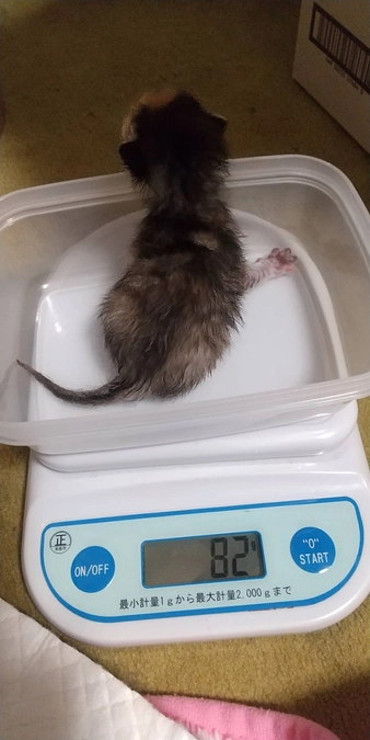 赤ちゃん猫の遺棄相談が続きました💦