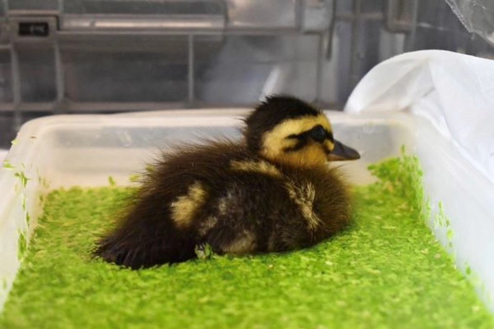 【保護情報】親とはぐれたカルガモのヒナ