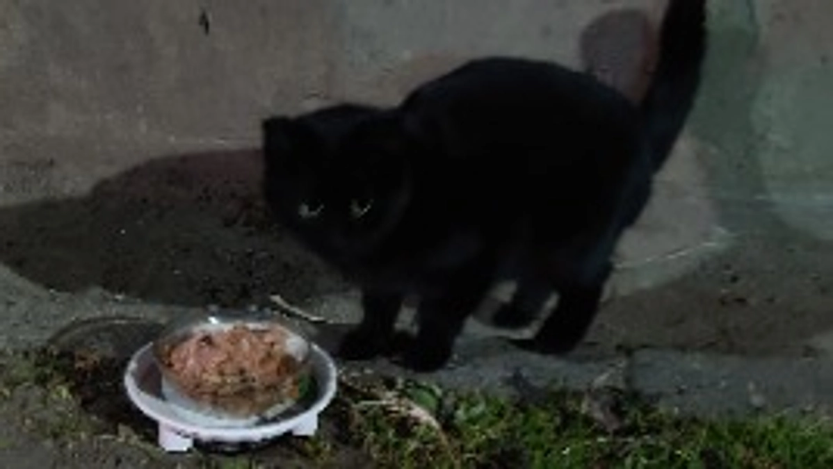 昨夜の餌やり。