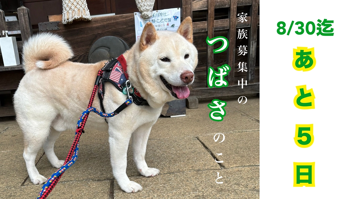 半年以上保健所に収容されていた「つばさ」ご家族募集中です🐕〜もう一度人を信じてくれてありがとう〜