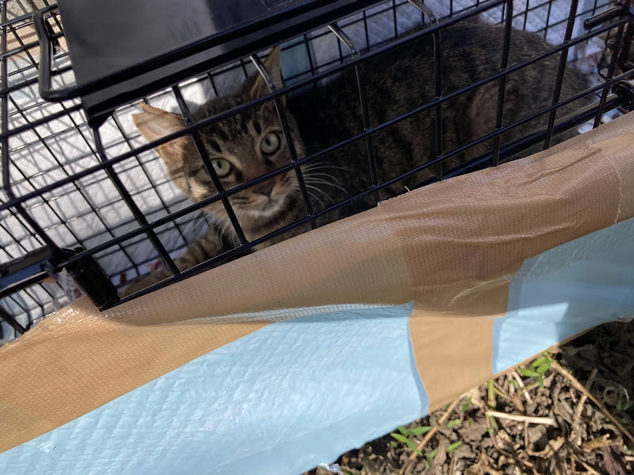 団体が捕獲していかなかった猫ちゃんたち