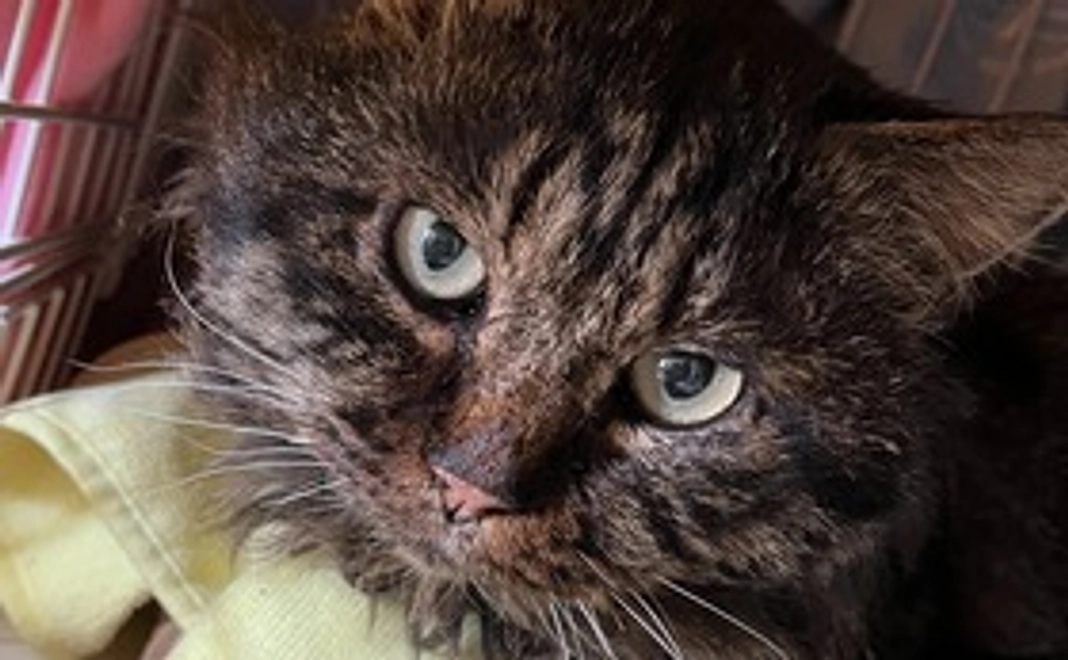 おいちゃん・もんちゃん 応援