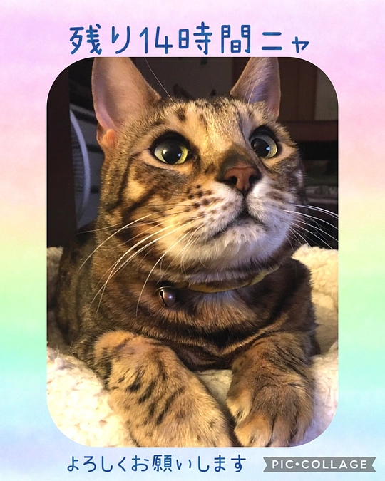 最終日‼︎残り14時間🕚