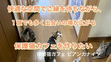 保護猫カフェを広々に、保護犬も暮せるふれあいの場所を作りたい のトップ画像