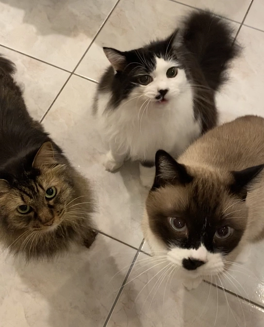 わさびの応援隊⑦