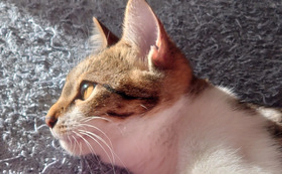 サラに未来を！1000円支援（画像付き）