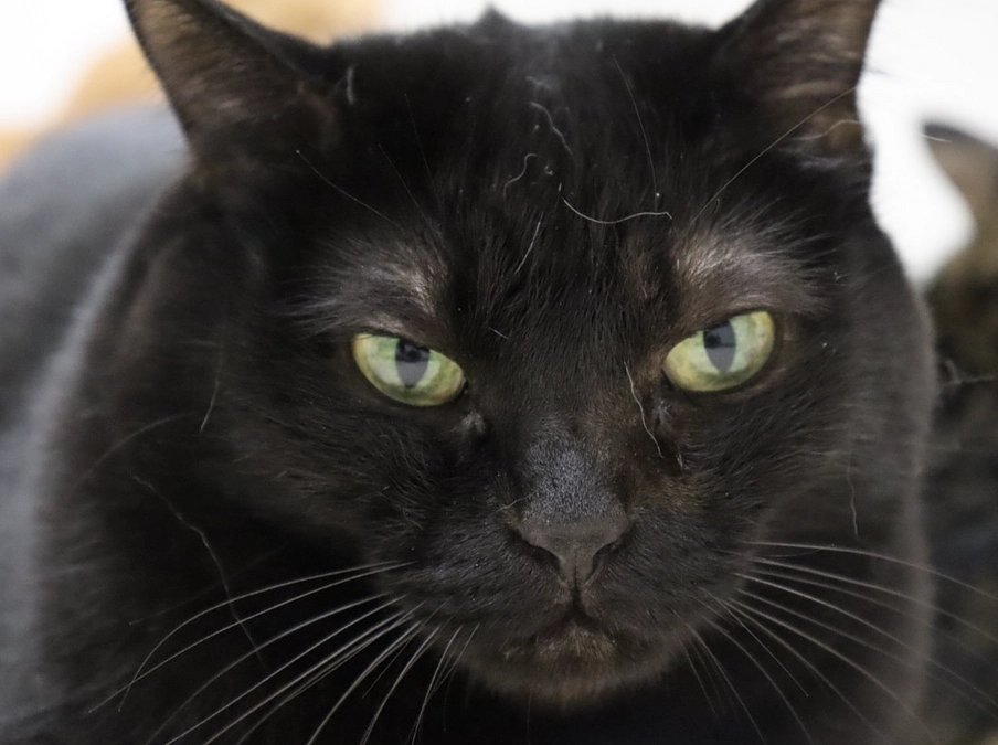 うーちゃんの火葬が終わりました。