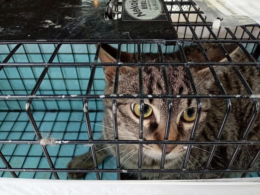 ＴＮＲ活動を行いました。