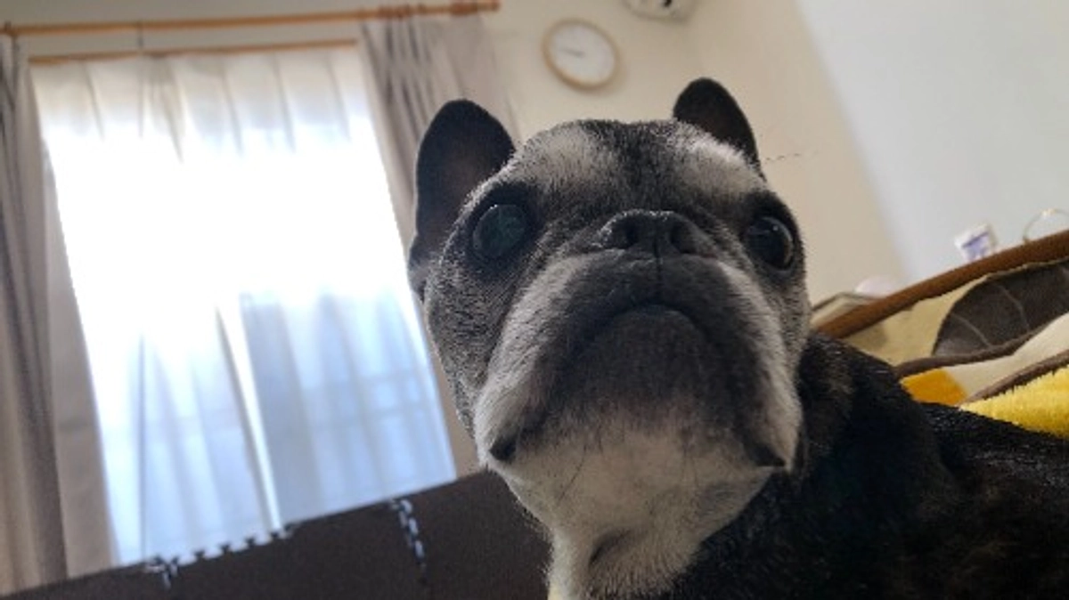 経過報告（締め切りまで残り4日）