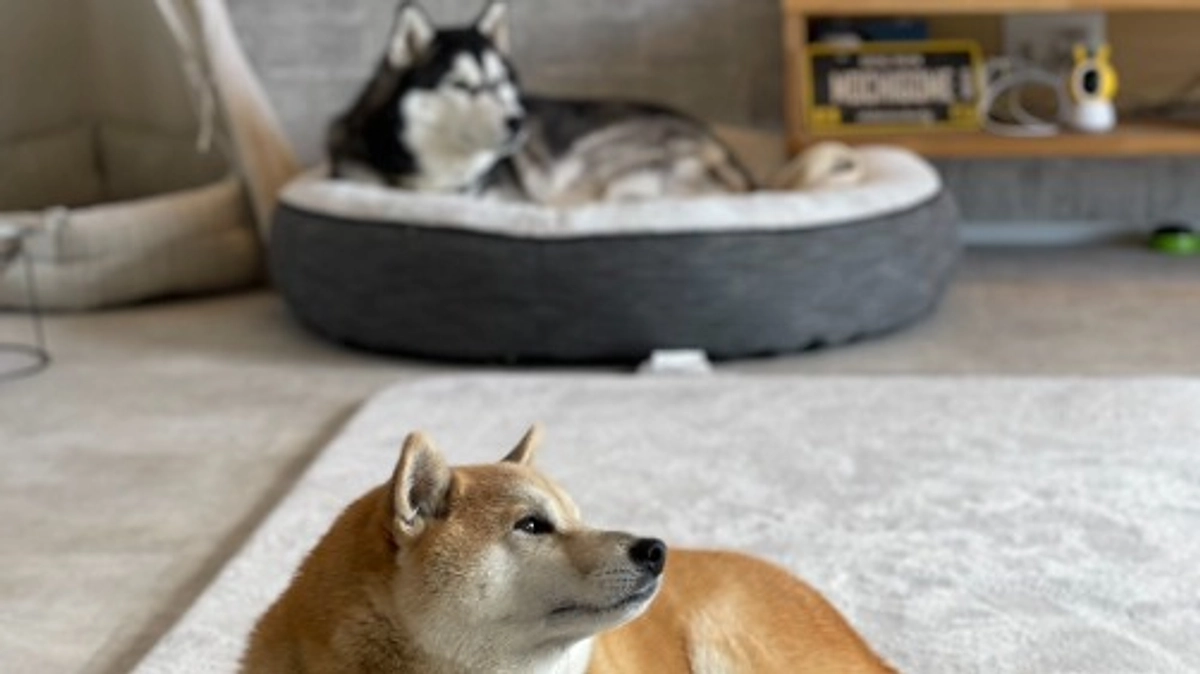 もちごめ兄弟にご挨拶してまいりました！