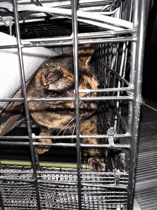 缶詰め買い足しとＴＮＲ