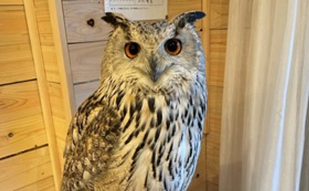 【リターン無し】お気持ちコースA