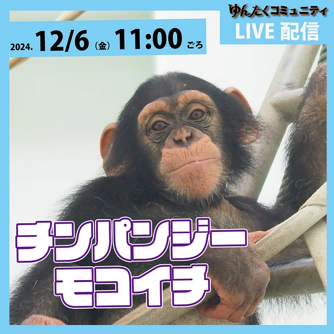 ゆんたくコミュニティ限定ライブ配信「チンパンジーのモコイチ」